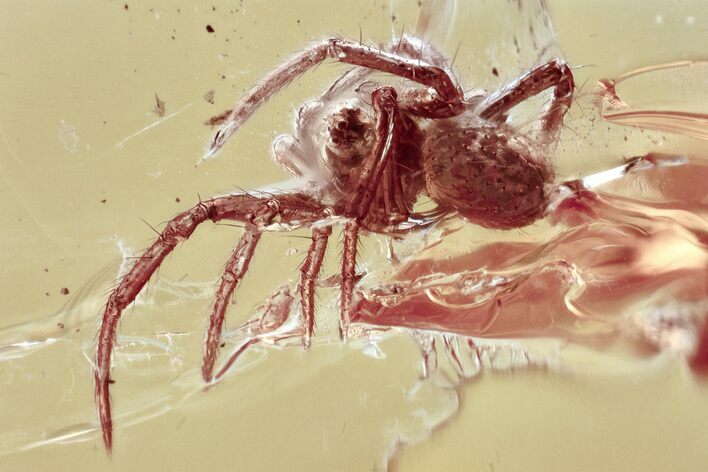 Detailed Fossil Spider (Araneae) In Baltic Amber #367502